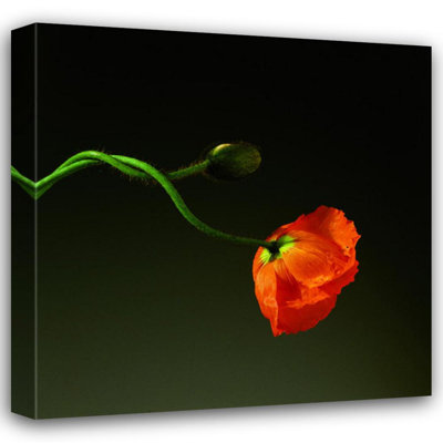 Coquelicot, 1998