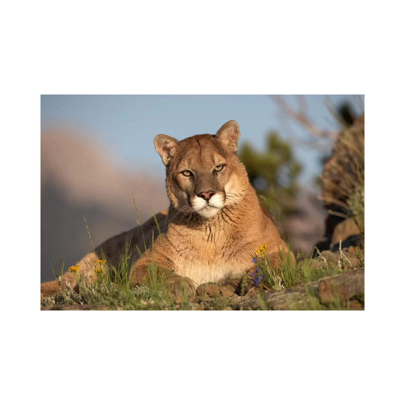 Mountain Lion Portrait, North America II by Tim Fitzharris - Wrapped Canvas Print, 20.32 cm H x 30.48 cm W