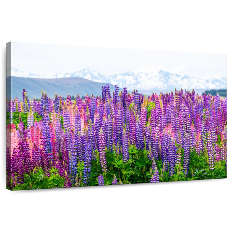 Fleurs de lupin lavande Alvord, H 16 po x l 24 po