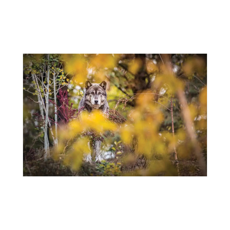 Timber Wolf Portrait by Nik Rave - Wrapped Canvas Gallery-Wrapped Canvas Giclée, 101.6 cm H x 66.04 cm W x 3.175 cm D
