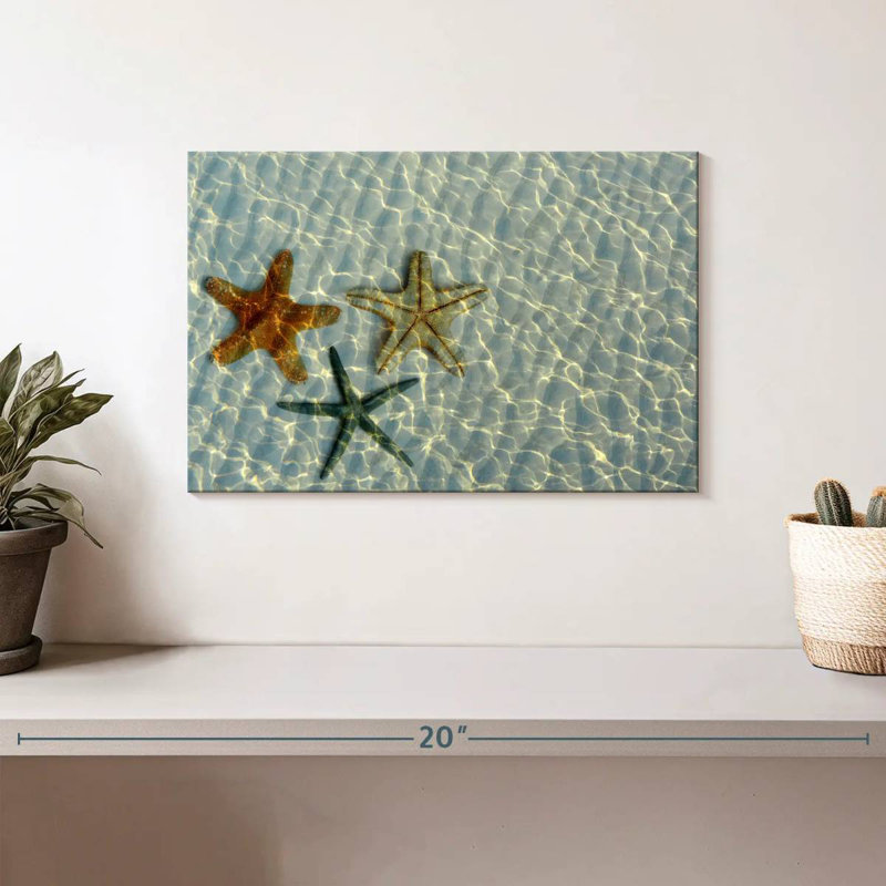 Trio d'étoiles de mer Brampt, H 8 po x l 12 po