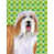 Bearded Collie (Brown and White)