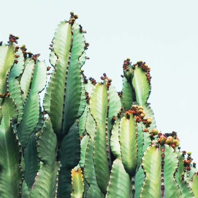 « cactus love », reproduction de photo sur toile