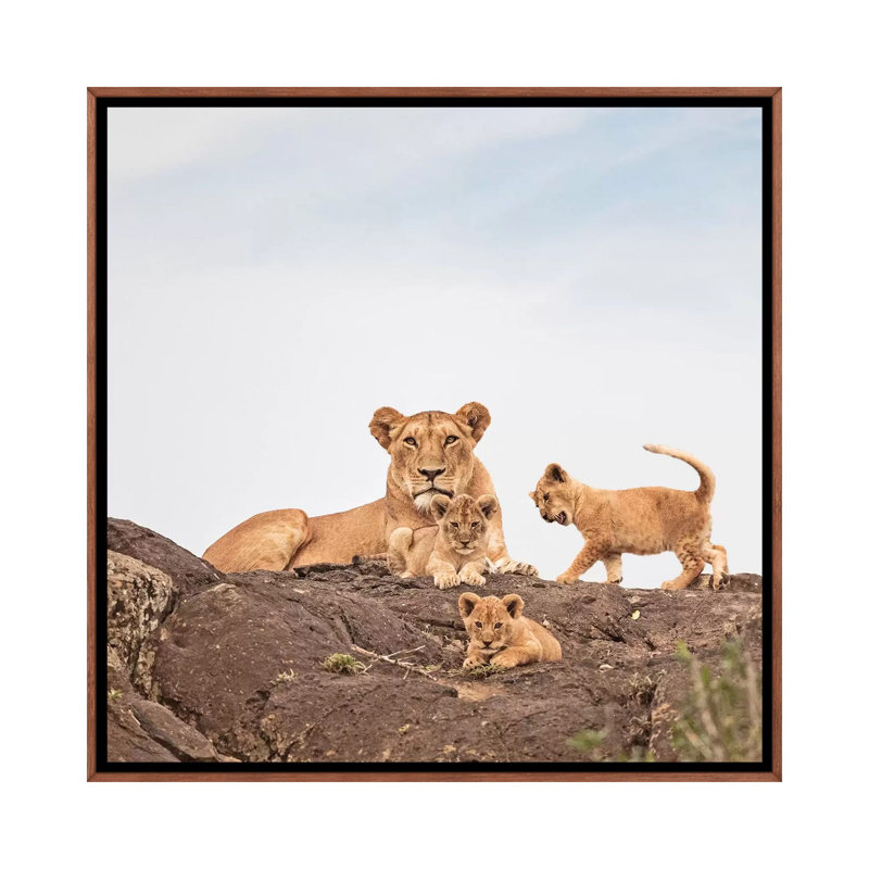 Colour Lioness & Cubs by Klaus Tiedge - Print on Canvas, Classic Brown Wood Framed Canvas, 45.72 cm H x 45.72 cm W