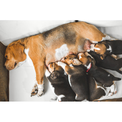 Cute Puppies by Constantinis
