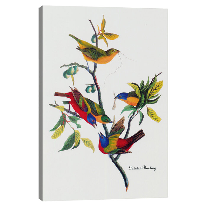 « painted bunting », impression sur toile, H 37 po x l 37 po x P 0,75 po