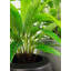 Faux calathea botanique au fini vert-1369256153