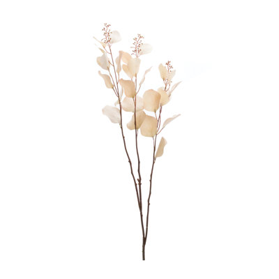 Tige d'eucalyptus ensemencé (ensemble de 6)