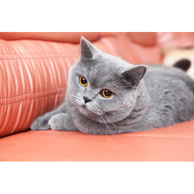 " British Gray Cat " by Olezzo