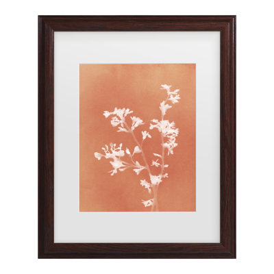 «Amini54», monographie de fleurs orange emmêlées