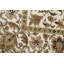 Oriental Area Rug
