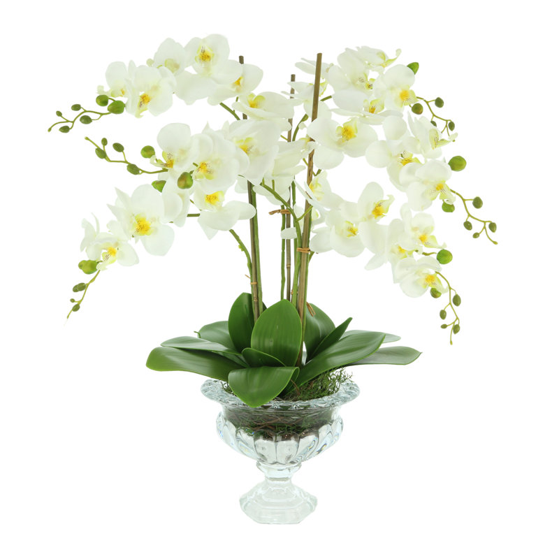 Orchid Floral Arrangement in Vase