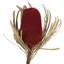 12" Jumbo Banksia Flower with Stem Dried-2138790473