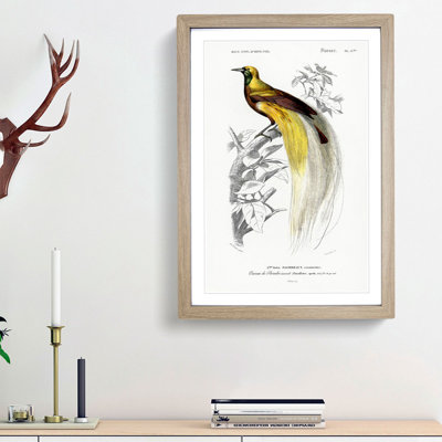 Bird of Paradise by Charles d Orbigny - Framed Print