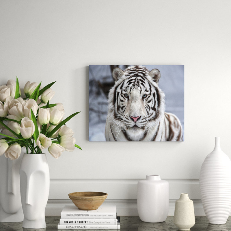Tigre blanc aperçu - photographie non encadrée, H 16 po x l 20 po
