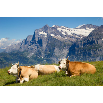 " Swiss Cow " by Swisshippo