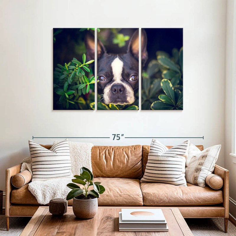 Brampt Boston Terrier Hiding, 36" H x 57" W