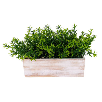 Water Grass in Wood Box 10 "