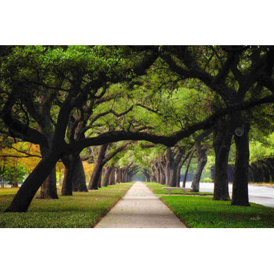 Alley Of Live Oaks