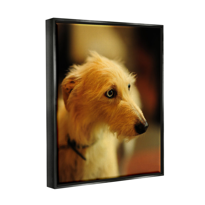 «Long Hair Terrier Dog» par James Dobson - photographie, Cadre flottant noir de jais, H 21 po x l 17 po x P 1,5 po