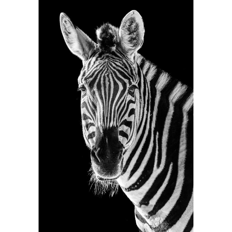 Portrait de zèbre - Photographie sans cadre, H 20 po x l 16 po x P 1 po