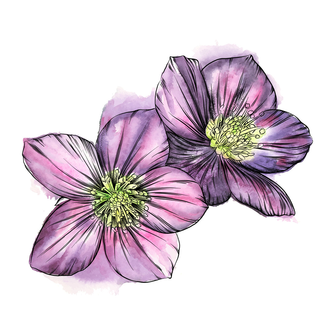 Hellebore Blumen Aquarell von Andrea_Hill - Kunstdrucke auf Leinwand ohne Rahmen