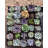 The Next Gardener Live Succulent Plant in Planter