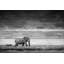 Faune «Elephant» par Parvez Taj-14233160-24267812