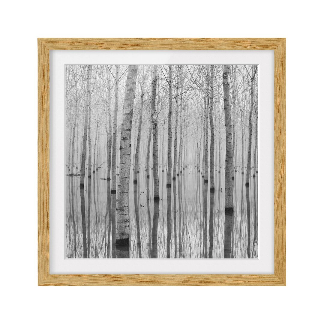 Gerahmtes Poster Birch Trees in November