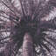 «Tuley Palms Horizontal» par Deborah Revell, reproduction d'art encadrée sous verre-80788199-80788203