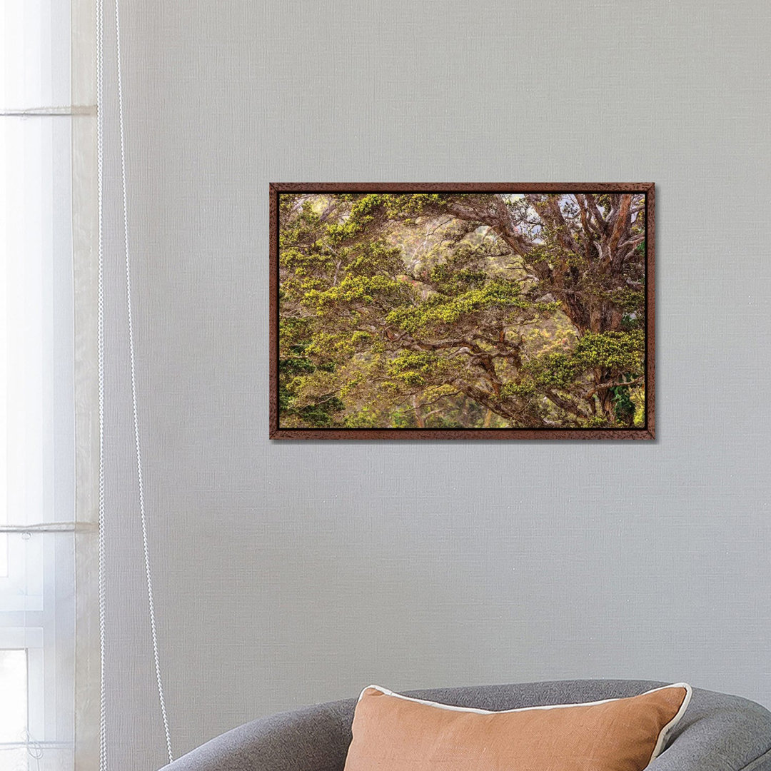 Hakalau Forest National Wildlife Refuge, Big Island, Hawaii von Stuart Westmorland - Galerie-Giclée auf Leinwand