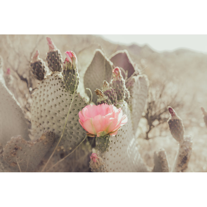 Cactus Blossom, 29" H x 40" W, Black