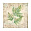 «Birch Bark Ferns I», impression sur toile-34988599-72421549-75085924