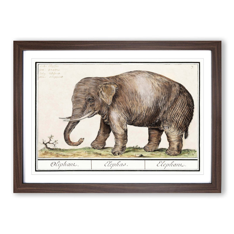 Asian Elephant by A.B. De Boodt - Picture Frame Painting Print, Walnut Framed, 62cm H x 87cm W x 2cm D