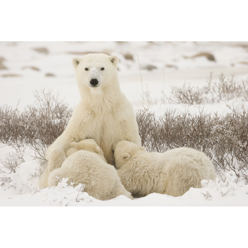 Polar Bear Mom Feeding The Cubs - Wrapped Canvas Print, 51cm H x 76cm W x 3.8cm D