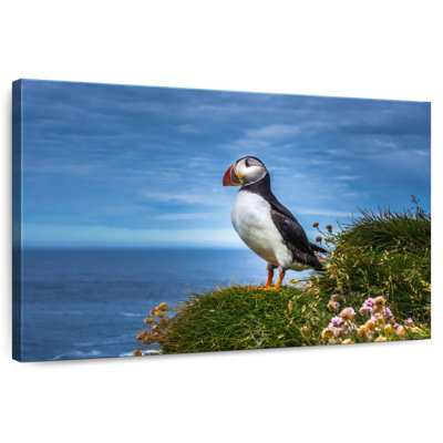 Macareux Latrabjarg