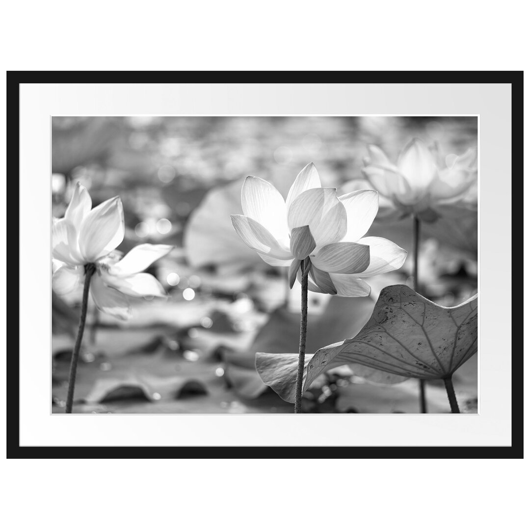 Gerahmtes Poster Asiatische Lotusblüte im Teich