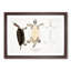 Kachuga Terrapin Illustrations by John Edward Gray - Picture Frame Graphic Art Print-55609845-55609848