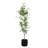 Uttermost Boreal Potted Birch Tree