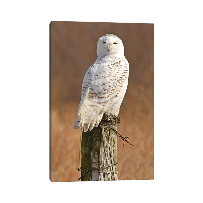 Snowy Owl by Brian Wolf - Wrapped Canvas Print, 45.72cm H x 30.48cm W x 1.91cm D