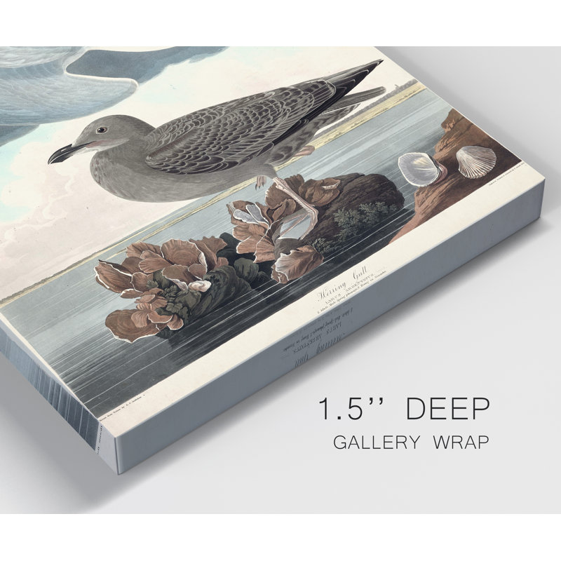 «Pl 291 Herring Gull», reproduction sur toile tendue, H 12 po x l 8 po x P 1 po
