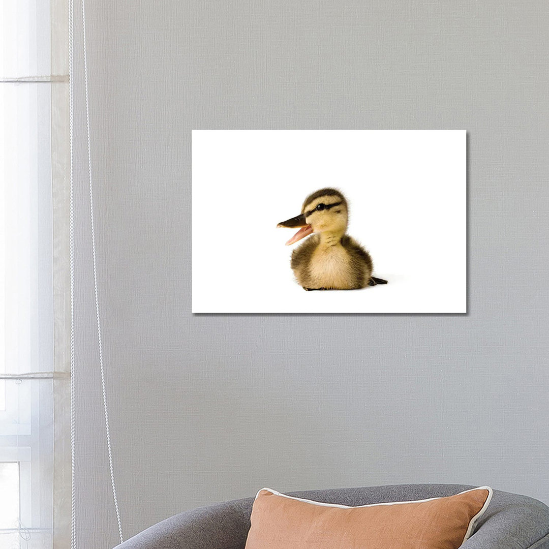 A Mallard Duckling I von Joel Sartore - Galerie-verpackte Leinwand Giclée auf Leinwand