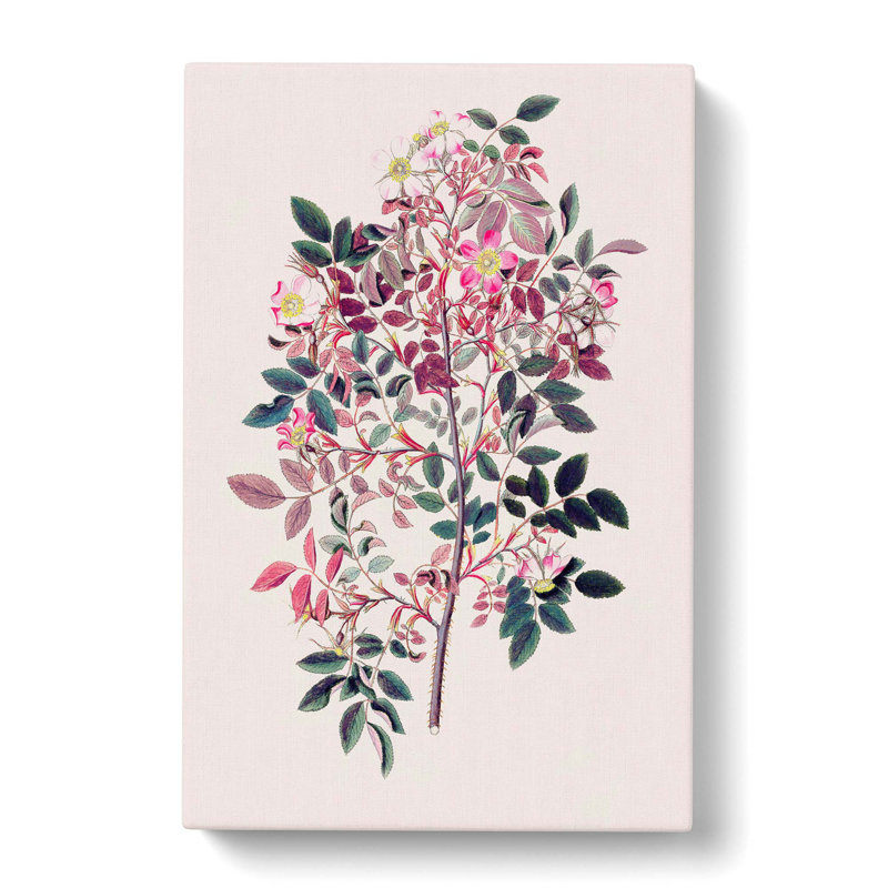 Rose Flowers Illustration - Wrapped Canvas, 50cm H x 35cm W x 3cm D
