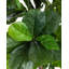 72" Artificial Fiddle Leaf Fig Tree-1525873193