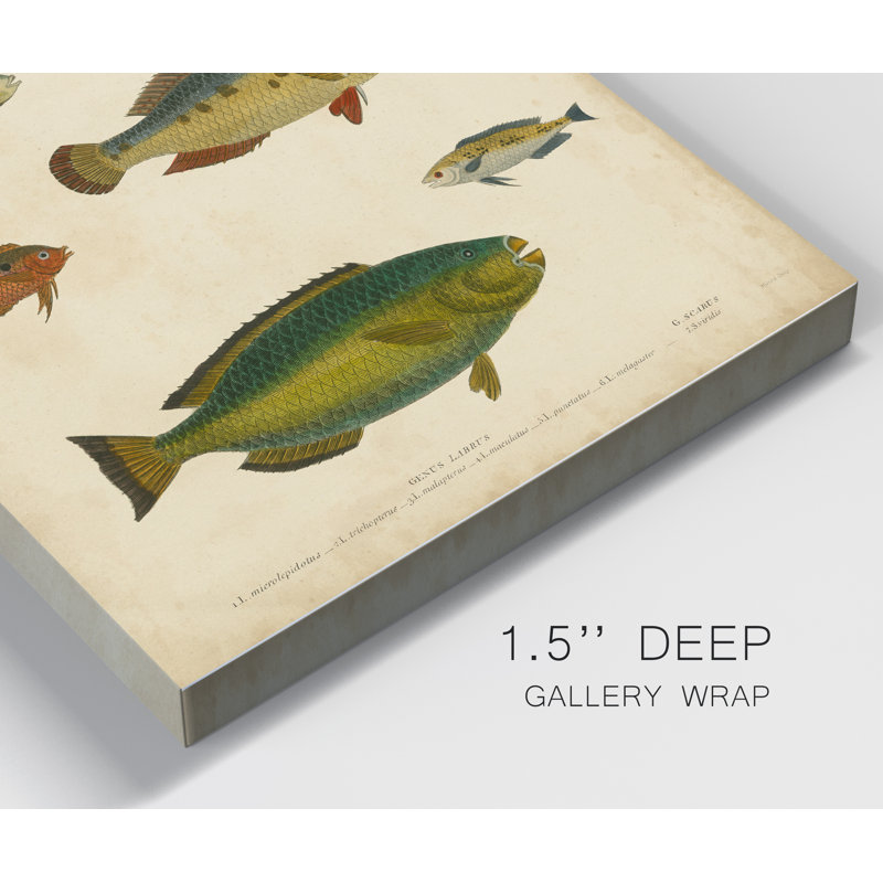 Reproduction d’art sur toile tendue « ichthyology II », H 20 po x l 16 po x P 1 po