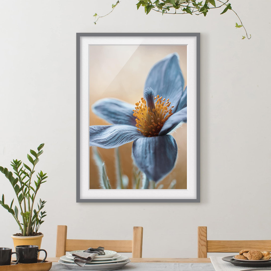 Gerahmter Grafikdruck Blue Pasque Flower