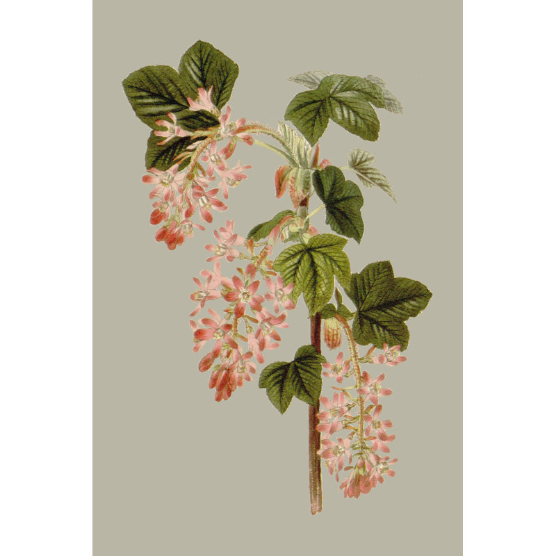 Botanical Array V by Vision Studio - Painting, 46cm H x 30cm W, Wrapped Canvas