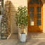 Adcock UV Protected Artificial Ficus Tree with Decorative Base, Faux Ficus Plant with Natural Trunk-1722551520-1722551527