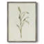 Olive Olive I, reproduction encadrée - bois massif-1473725404