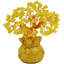 Bonsai Astreia